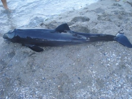 Delfin eşuat pe plaja Tataia